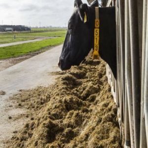 Cattle Feed Supplement