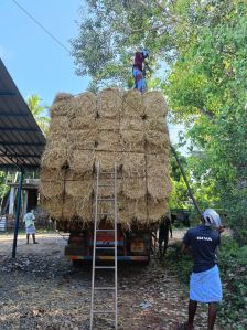 Dry paddy straws