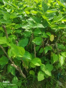 mulberry plant