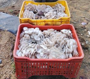 Fresh Oyster Mushroom