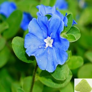 slender dwarf morning glory powder