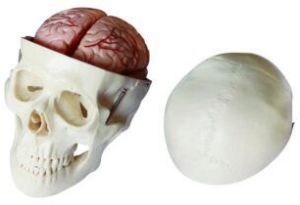 8 part brain skull model