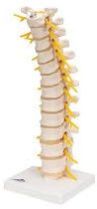 Thoracic Spinal Column