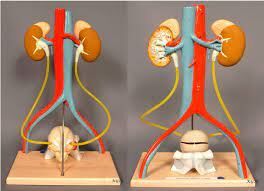 Urinary System Model