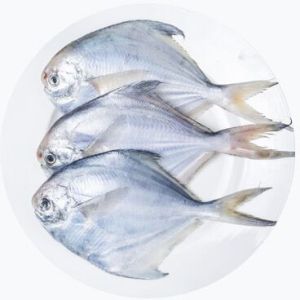 Pomfret Fish