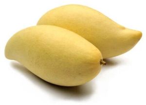 Totapuri Mangoes