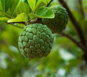 Custard Apple