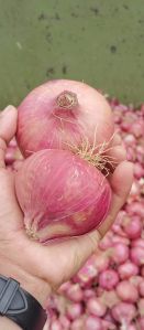 Onions