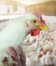 Poultry Feed Supplement