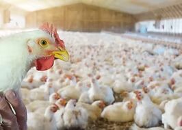 Poultry Probiotics Supplement