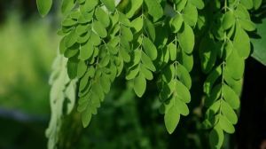 Moringa Dried Leaves