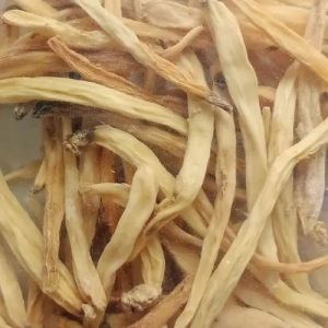 Safed Musli Root