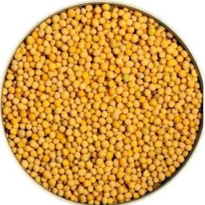 Yellow Mustard Seeds