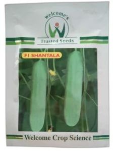 Welcome F1 Shantala Cucumber Seeds