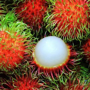 Rambutan Fruit Plant