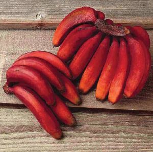 Red Banana Plant