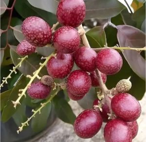 Red Ruby Longan Plant