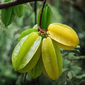 Star Fruit Plant