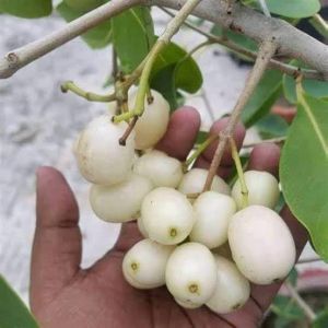 THAI WHITE JAMUN PLANT