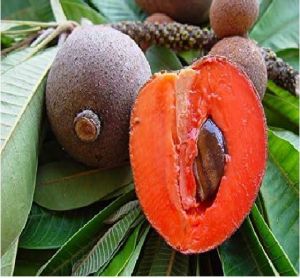 Thailand red sapota plant