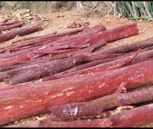 Red sandalwood