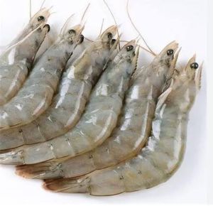 vannamei prawns