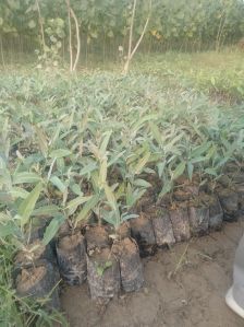 Rose Plants