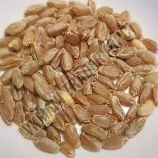 Premium Wheat Seeds