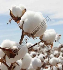 pure raw cotton