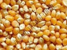 Raw Maize Seeds