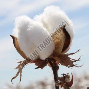 white raw cotton