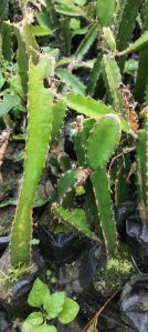 dragon fruit plant