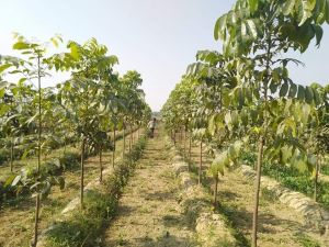 Mahogany Plant