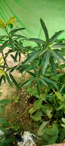 Mango Plant