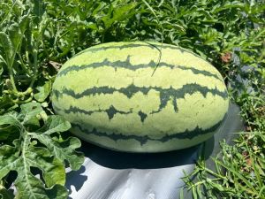 namadhari fresh watermelon