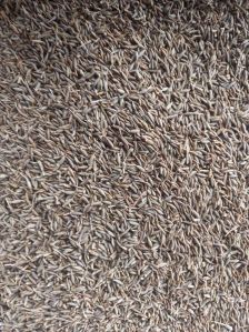 Cumin Seeds