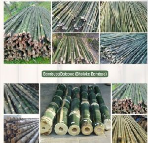 Bamboo Poles