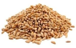 whole wheat seeds