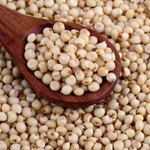 Sorghum Millet Seeds