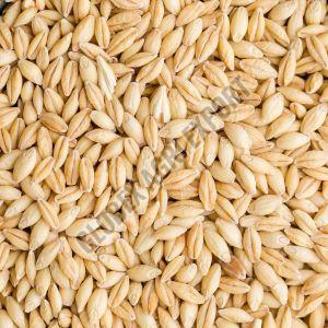 Premium Barley Grain