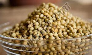 Premium Coriander Seeds