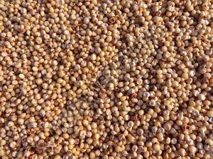 Premium Sorghum Seeds