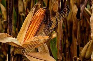 Premium Yellow Maize