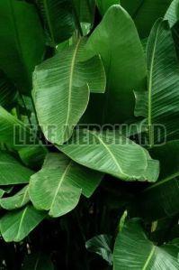 A Grade Green Banana Leaves