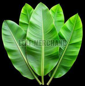 Fresh Green Banana Leaves