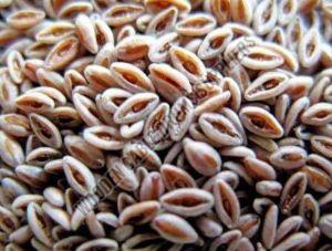 psyllium husk seed