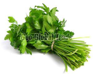 Fresh Coriander Leaves