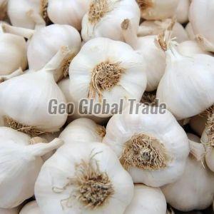 Fresh White Garlic