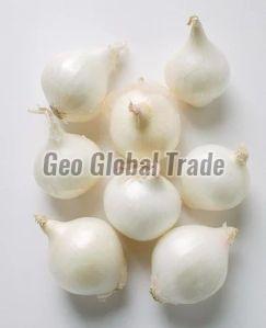 Small Size White Onion