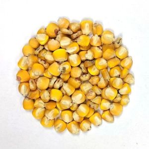 dried yellow maize seeds